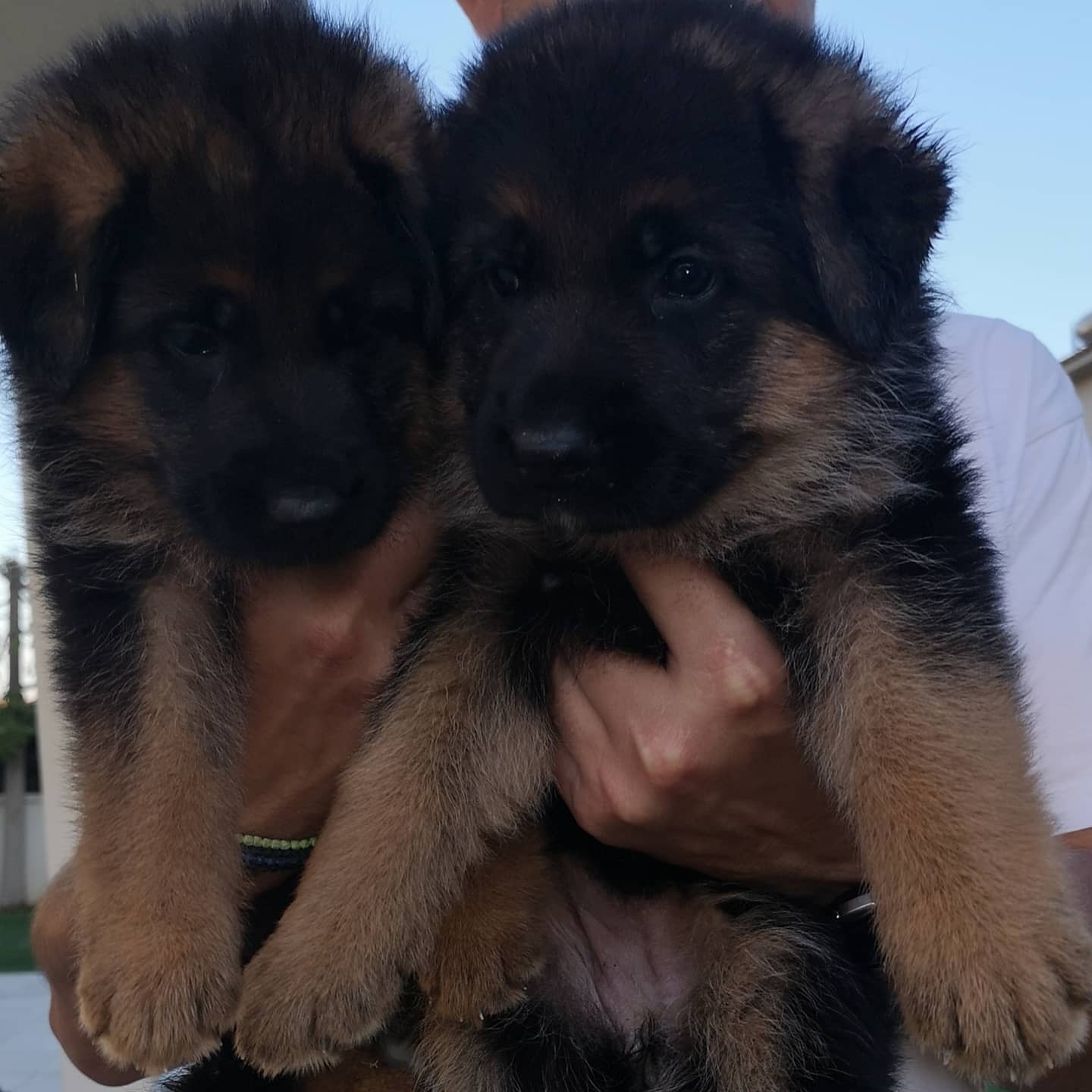 german shepherd puppies